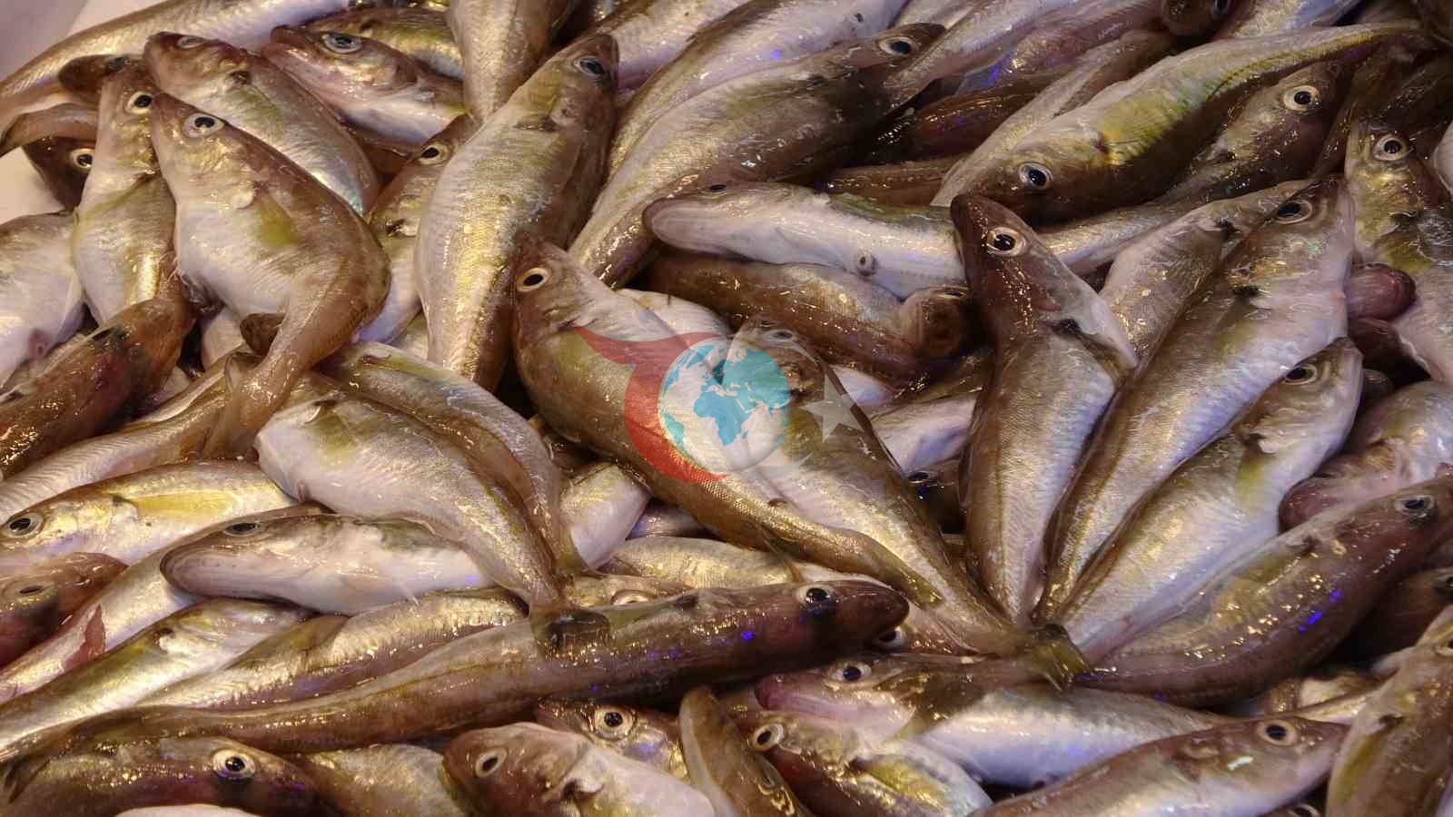 Hamside beklenen son