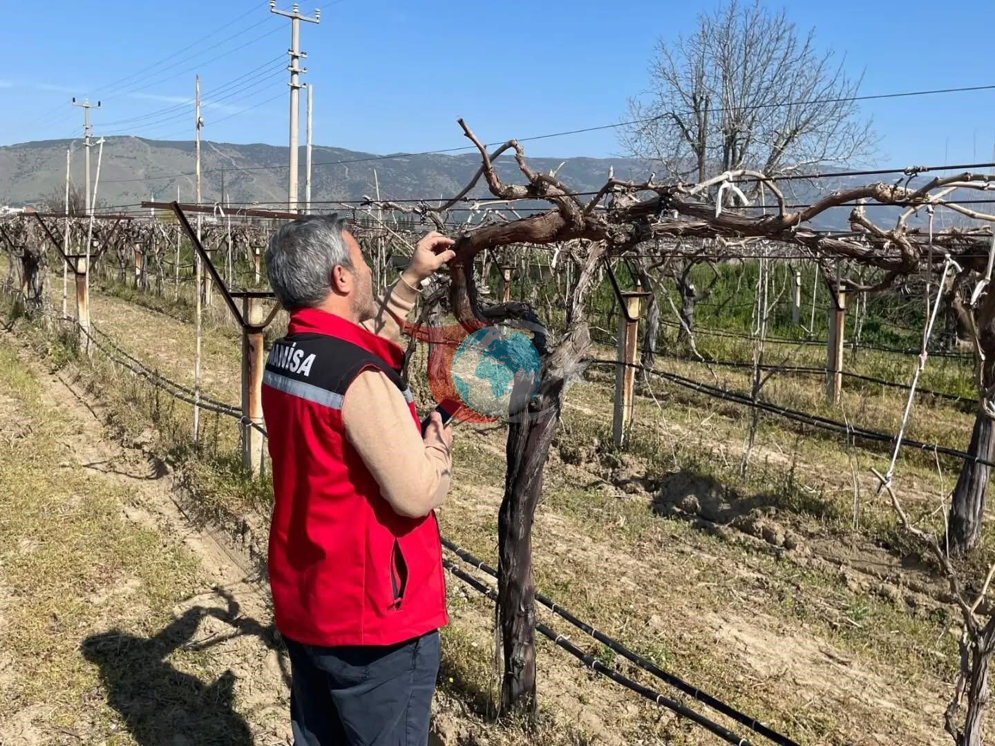 Bağlarda hastalık ve zararlı kontrolü yapılıyor