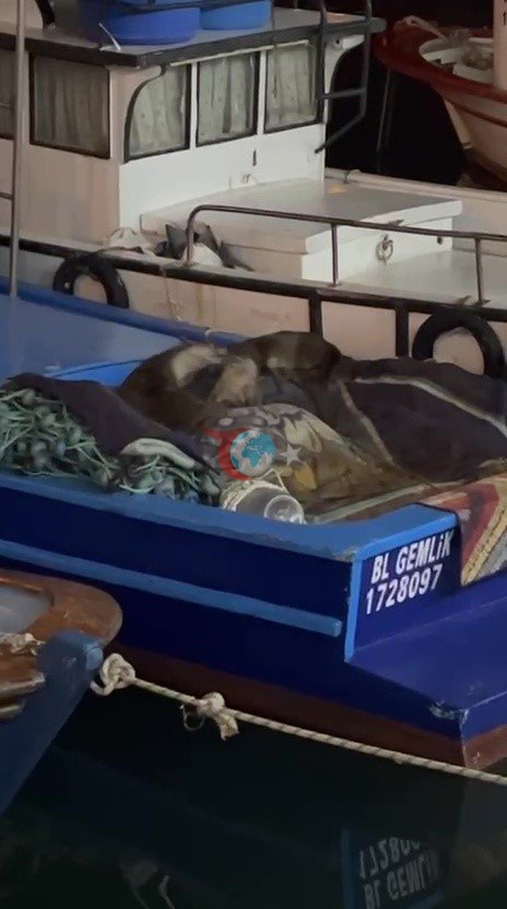 Aç kalan anne su samuru ve yavruları Gemlik’te tekneye sığındı