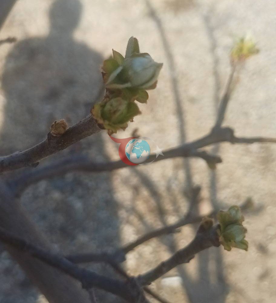 Manisa&rsquo;da meyve ağaçlarına ateş yanıklığı uyarısı