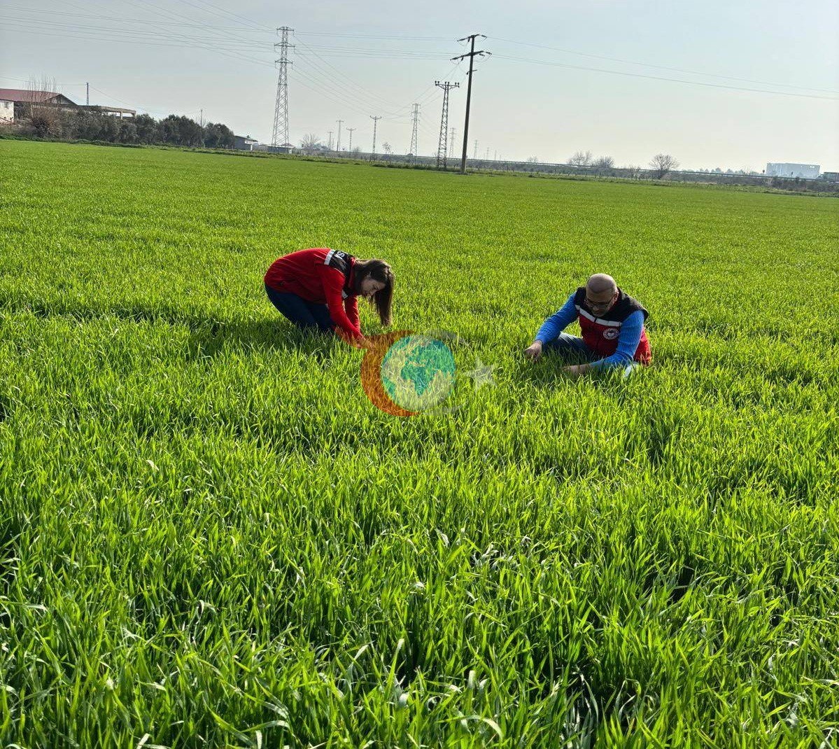 Manisa&rsquo;da buğday üreticilerine &lsquo;Septorya&rsquo; uyarısı