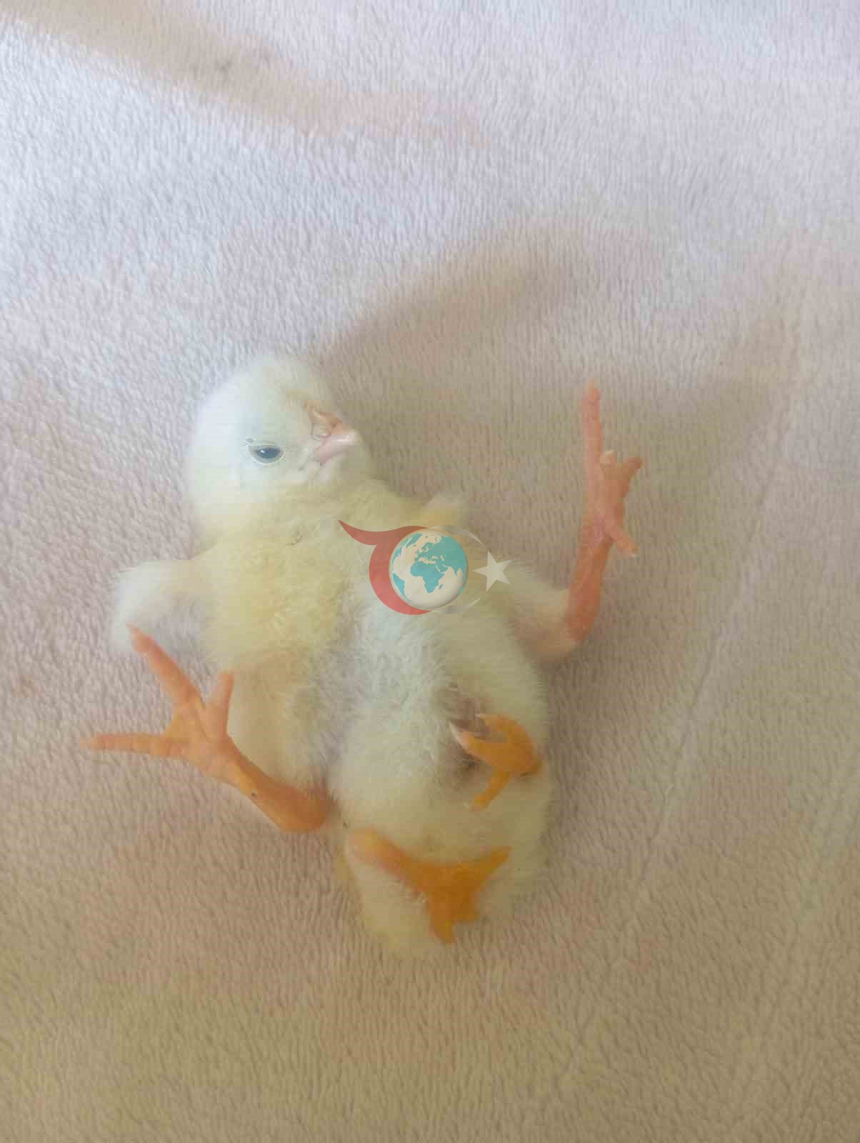 Diyarbakฤฑrโda dรถrt ayaklฤฑ civciv ลaลฤฑrttฤฑ