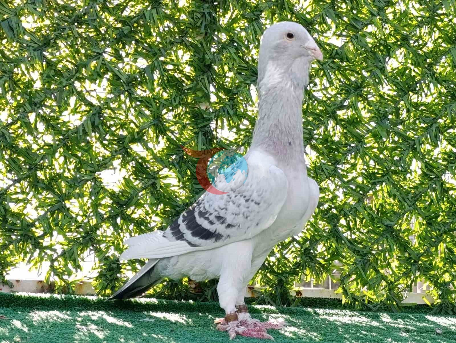 Memurluğu bırakıp güvercin yetiştiricisi oldu, otomobil fiyatına satıyor
