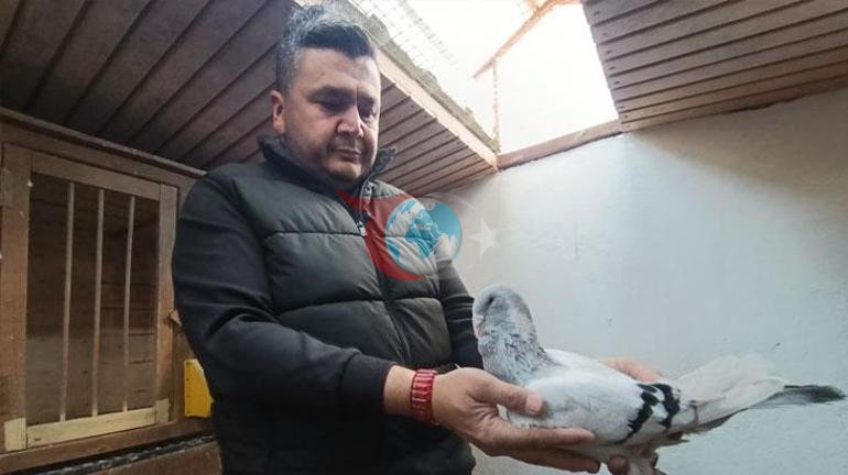 Memurluğu bırakıp güvercin yetiştiricisi oldu, otomobil fiyatına satıyor
