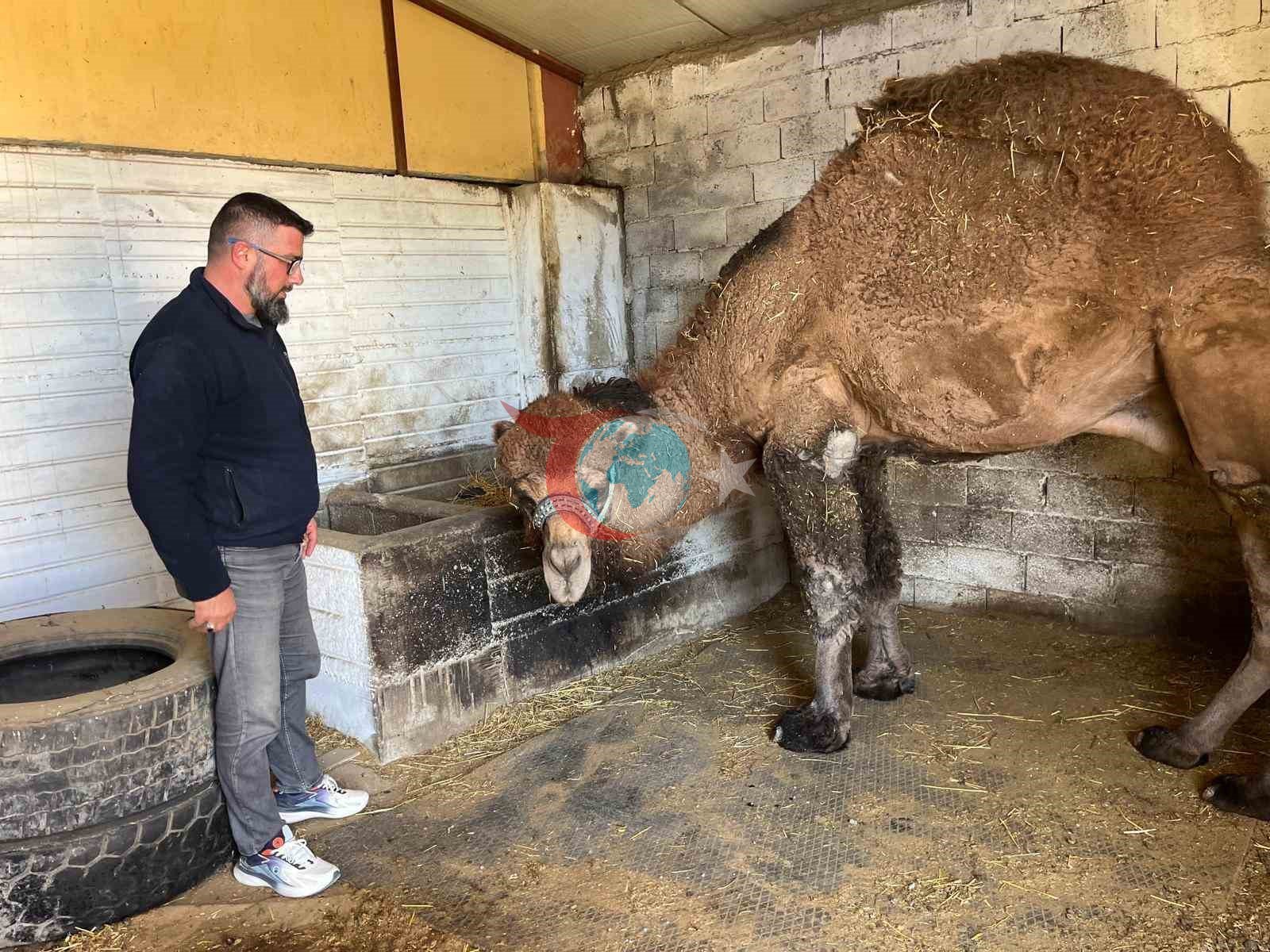 Deve güreşleri iptal edilince develer dinlenmeye çekildi