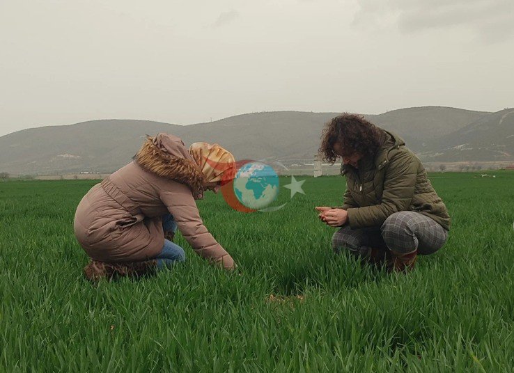 Bilecik’te buğday ekili alanlar denetlendi