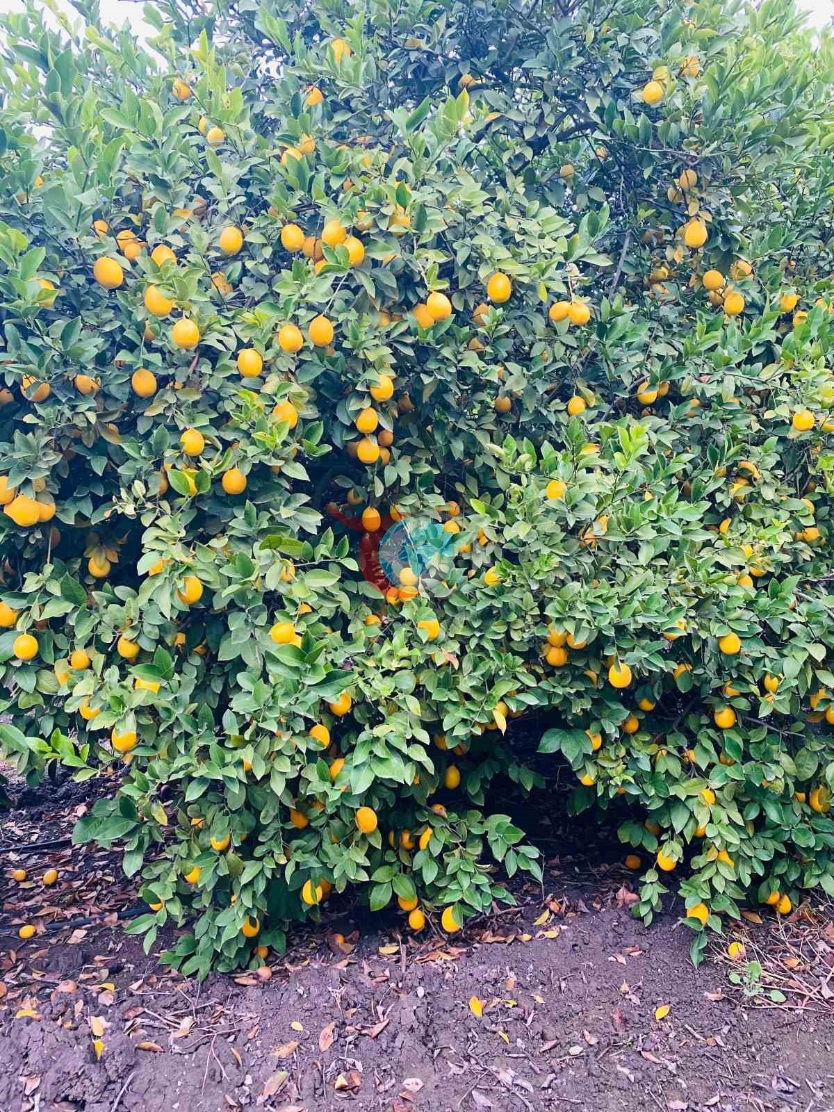 Doğan&rsquo;dan limon ithalatı değerlendirmesi: 