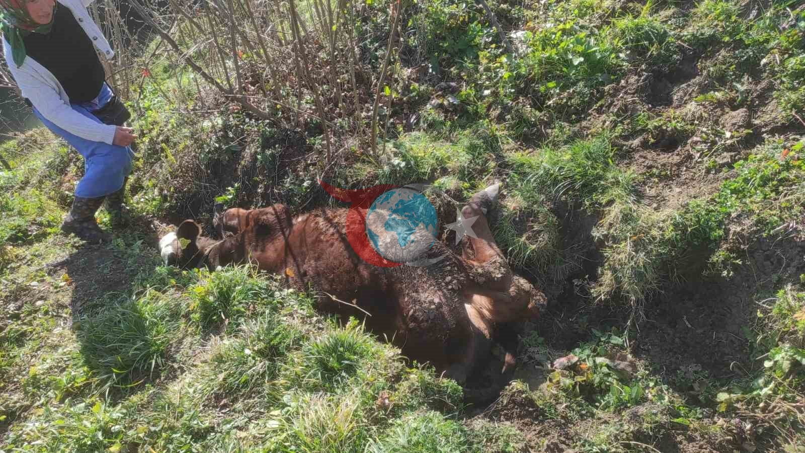 Kanala düşen ineği zabıta kurtardı