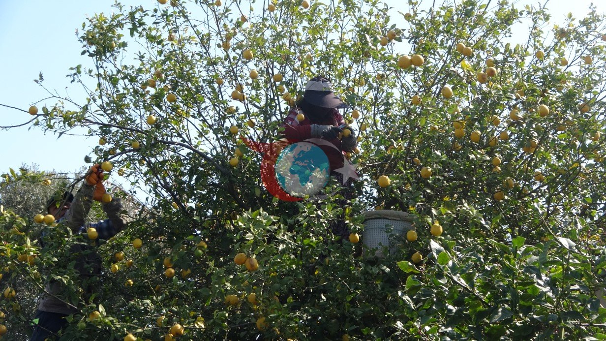 Limonda hasat sonu: Kadınların yoğun mesaisi sürüyor