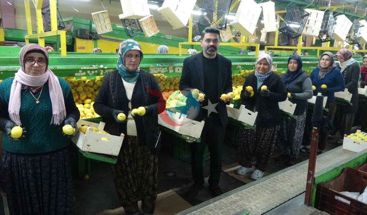 Yรผzde 70'ini kadฤฑnlar รผretiyor: Tรผrkiye'nin limon deposunda son hasat Fiyatฤฑ beลe katlandฤฑ