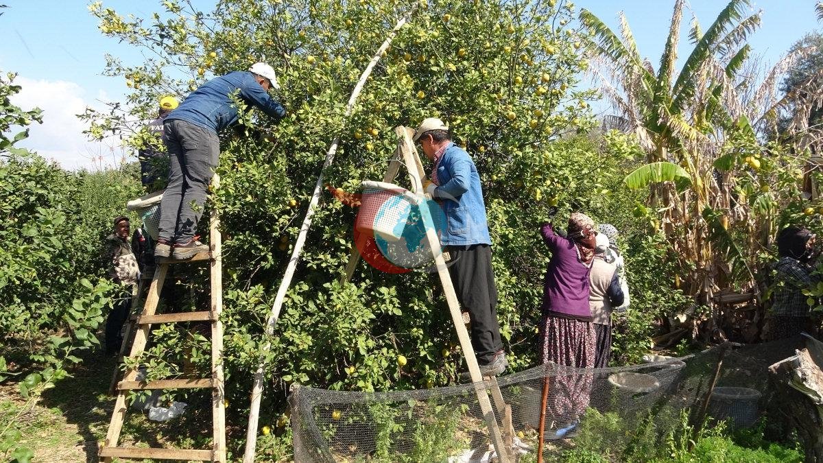Yรผzde 70'ini kadฤฑnlar รผretiyor: Tรผrkiye'nin limon deposunda son hasat Fiyatฤฑ beลe katlandฤฑ