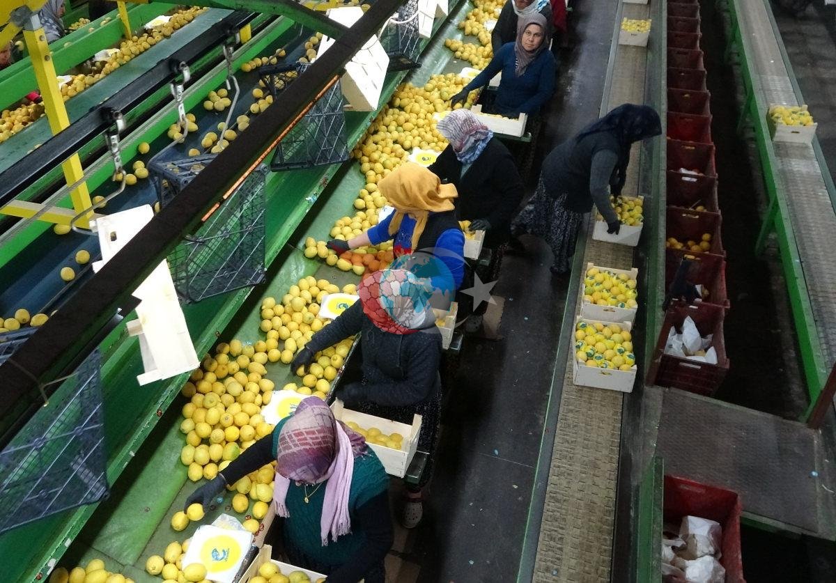 Yรผzde 70'ini kadฤฑnlar รผretiyor: Tรผrkiye'nin limon deposunda son hasat Fiyatฤฑ beลe katlandฤฑ
