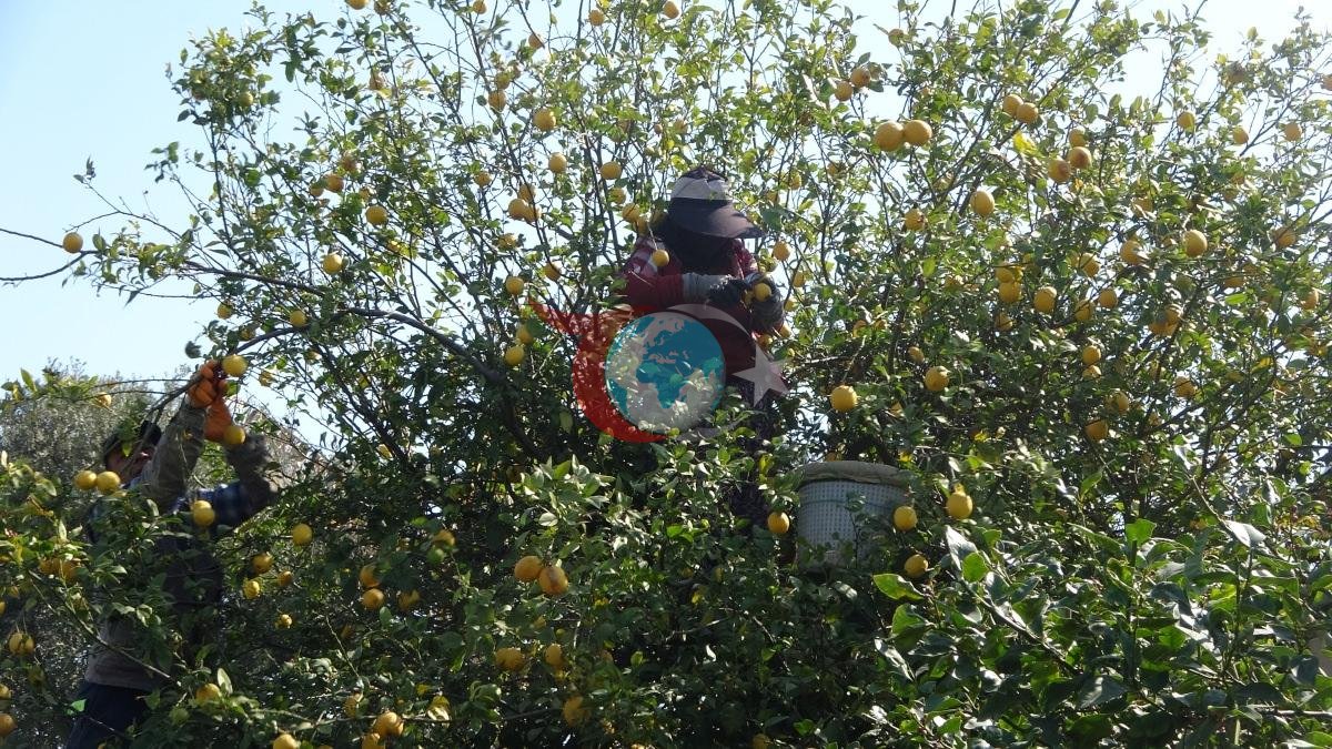 Yรผzde 70'ini kadฤฑnlar รผretiyor: Tรผrkiye'nin limon deposunda son hasat Fiyatฤฑ beลe katlandฤฑ