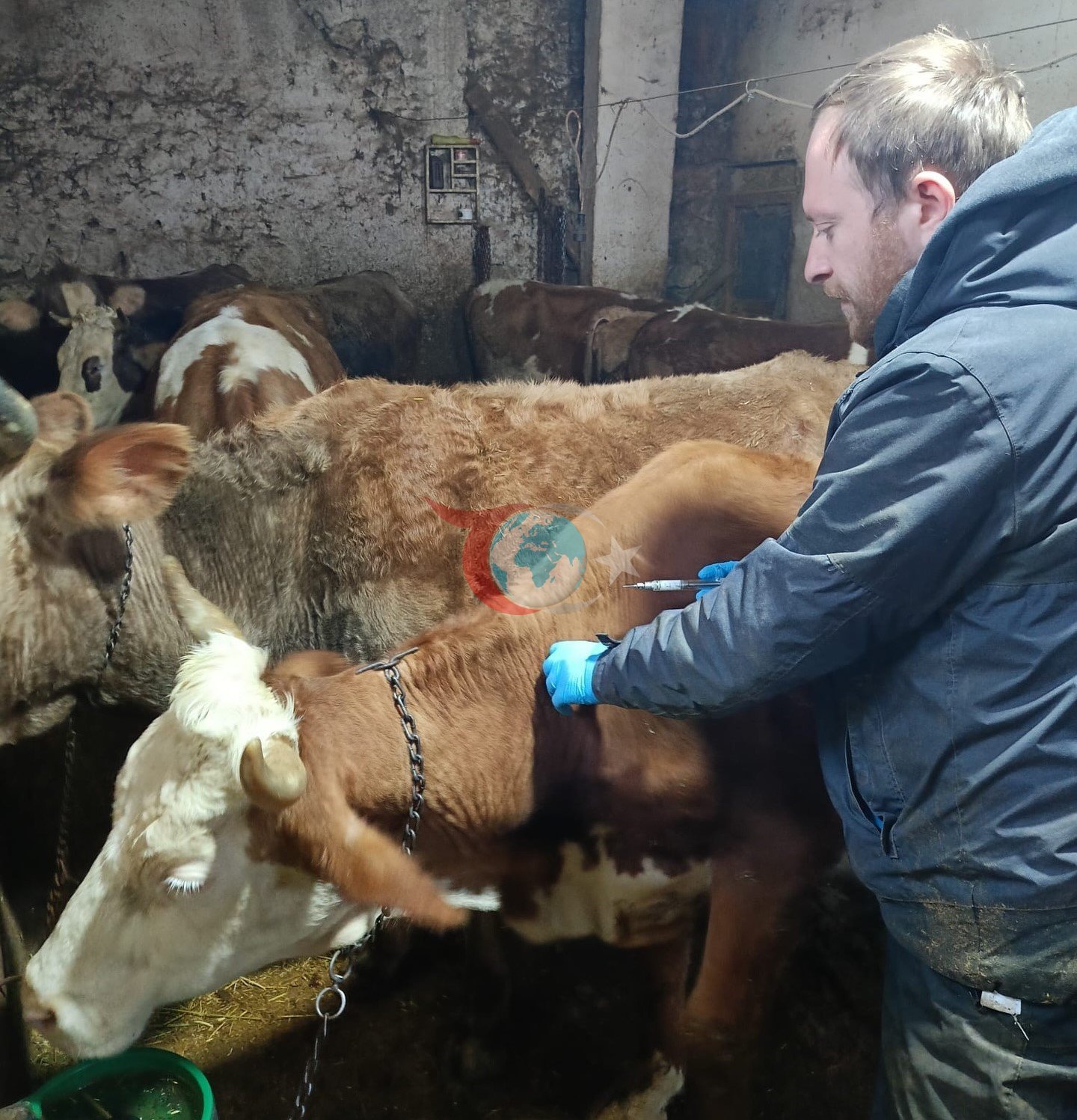 Demirözü&rsquo;nde aşılama ve küpeleme çalışmaları devam ediyor