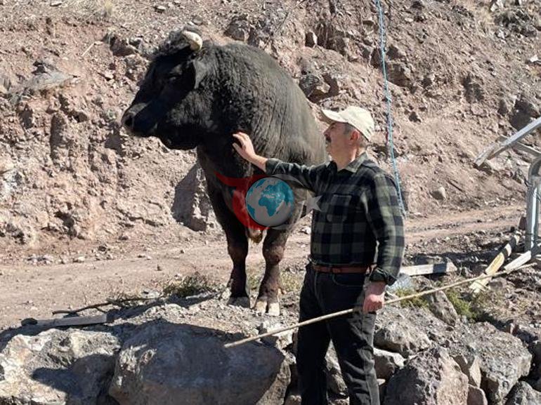 Artvin’de arenaya devler çıkıyor 800 kiloluk pehlivan boğalar güreşe hazırlanıyor