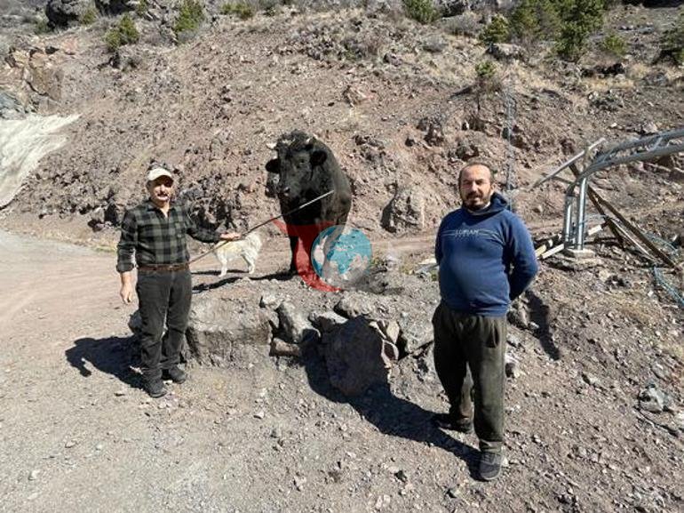 Artvin’de arenaya devler çıkıyor 800 kiloluk pehlivan boğalar güreşe hazırlanıyor