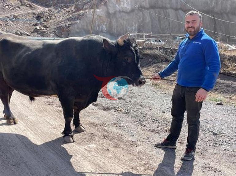 Artvin’de arenaya devler çıkıyor 800 kiloluk pehlivan boğalar güreşe hazırlanıyor