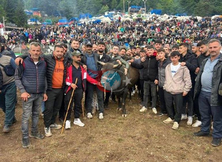Artvin’de arenaya devler çıkıyor 800 kiloluk pehlivan boğalar güreşe hazırlanıyor