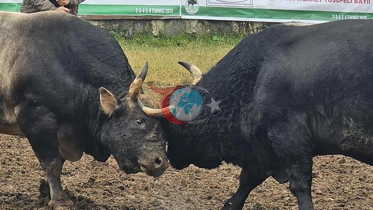Artvin’de arenaya devler çıkıyor 800 kiloluk pehlivan boğalar güreşe hazırlanıyor