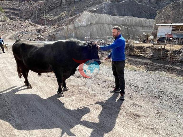 Artvin’de arenaya devler çıkıyor 800 kiloluk pehlivan boğalar güreşe hazırlanıyor