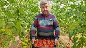 Büyük ilgi görüyor Eynal domatesi: Simavda yetişiyor coğrafi işaretli