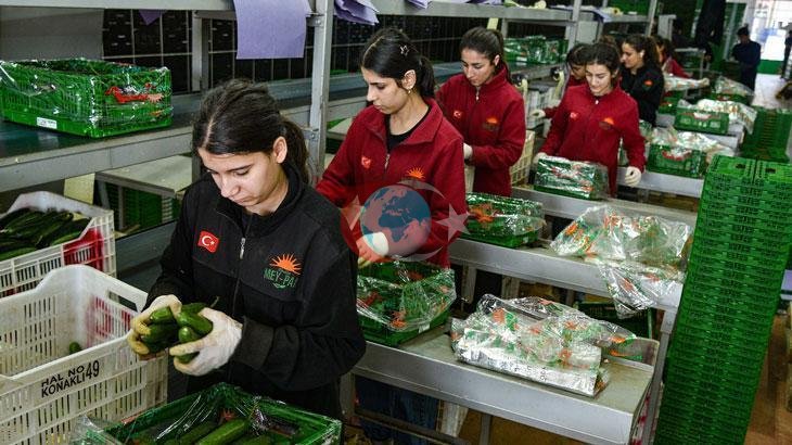 Türkiye, Rusya'ya Sebze İhracatını Yeniden Artırdı