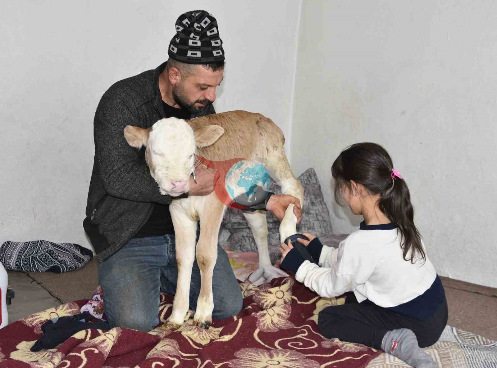 Tatvan&rsquo;da hasta buzağıya evde özel bakım