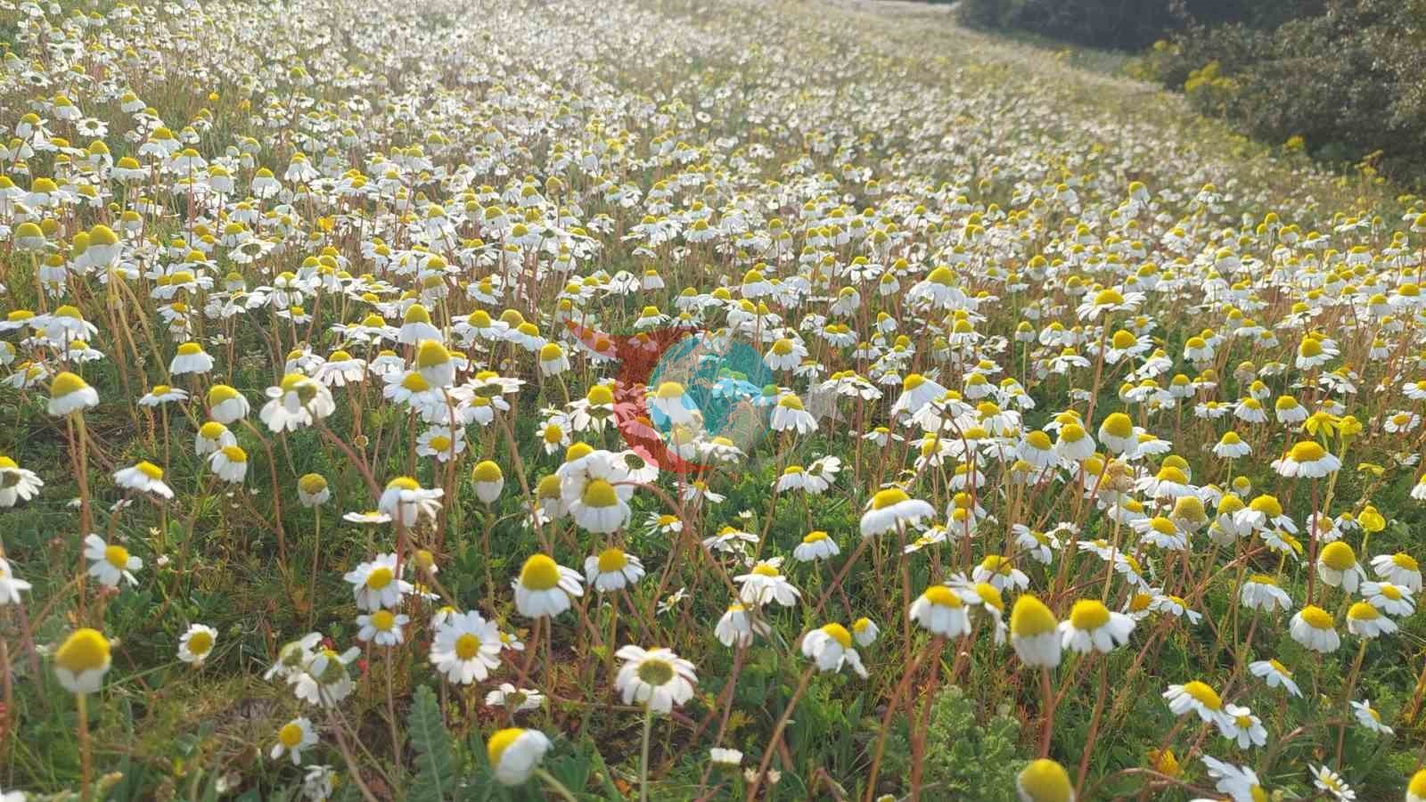 Dağlar çiçek açtı, arıcılar umutlandı