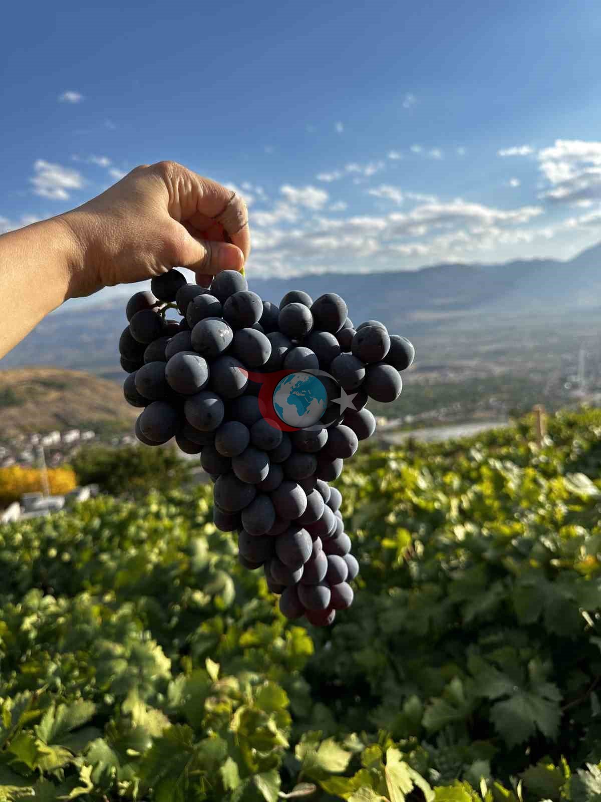 Erzincan Tulum Peyniri ve Cimin Üzümü dünya çapında tescillendi