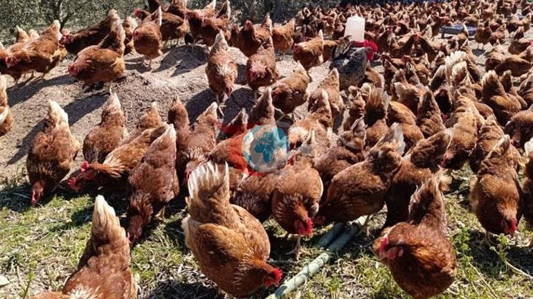 Ev kiraları şehirden kaçırdı Köyde kendi çiftliğini kurdu
