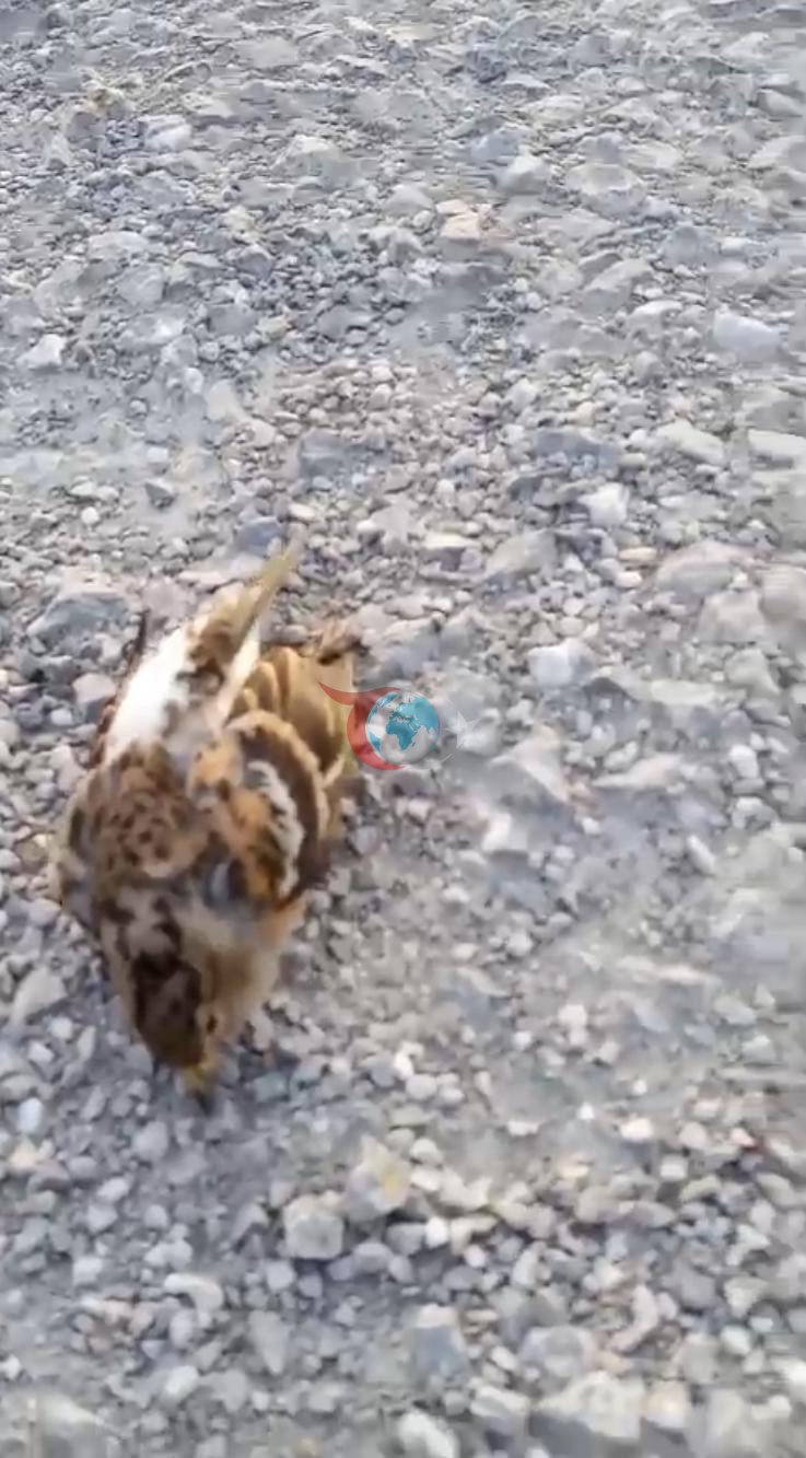 Kastamonu&rsquo;da onlarca kuş yolda telef olmuş halde bulundu