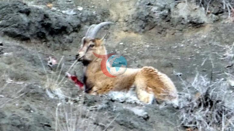 Doğada fotoğraf çekerken gördüğü manzara şoke etti