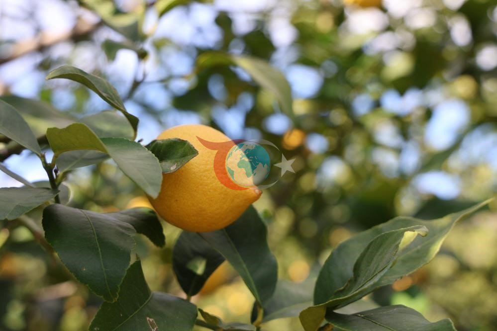 TรฤฐKโe gรถre limonda รผretici fiyatlarฤฑ yฤฑllฤฑk yรผzde 410 yรผkseldi