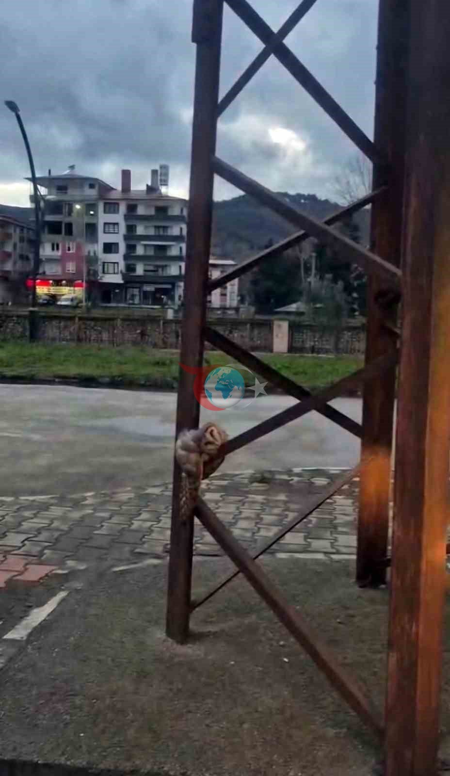 Sevimli Baykuş sokak direğinde uyuya kaldı