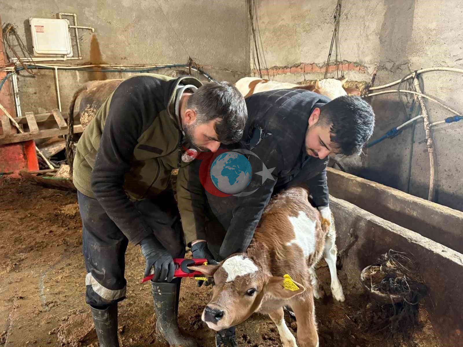 Bayburt genelinde şap, brusella aşılamaları ve küpeleme çalışmaları sürüyor