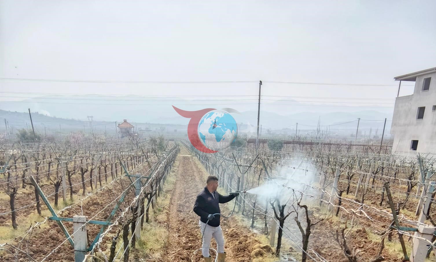 Sarıgöl Üzüm Bağlarında Çiçek Öncesi İlaçlama Dönemi Başlıyor