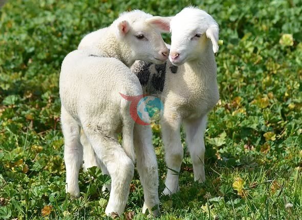 Üniversitenin yavru kuzuları anaları ile buluştu