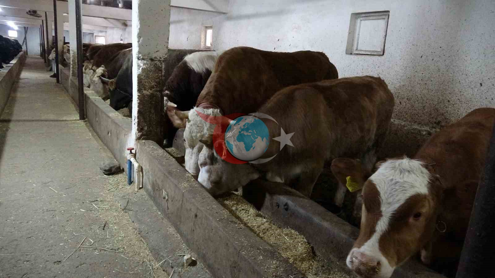 Malatya kırmızı et üretiminde Türkiye&rsquo;nin lokomotif illerinden biri