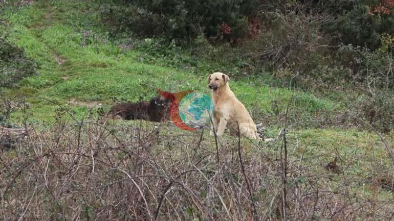 İstanbulda sokak köpeği kabusu: Çocuklarımızı tek başına evden çıkaramıyoruz