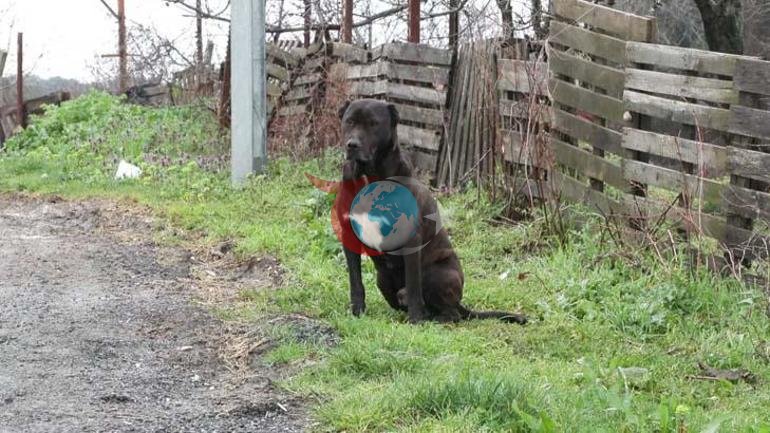 İstanbulda sokak köpeği kabusu: Çocuklarımızı tek başına evden çıkaramıyoruz