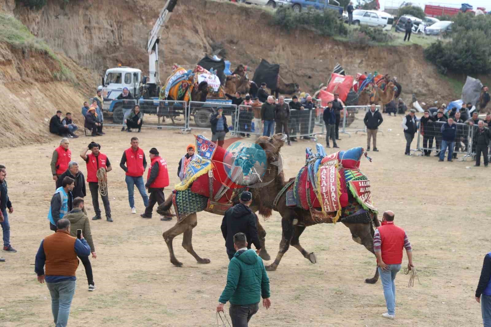 Turgutlu’da deve güreşleri heyecanı yaşanacak