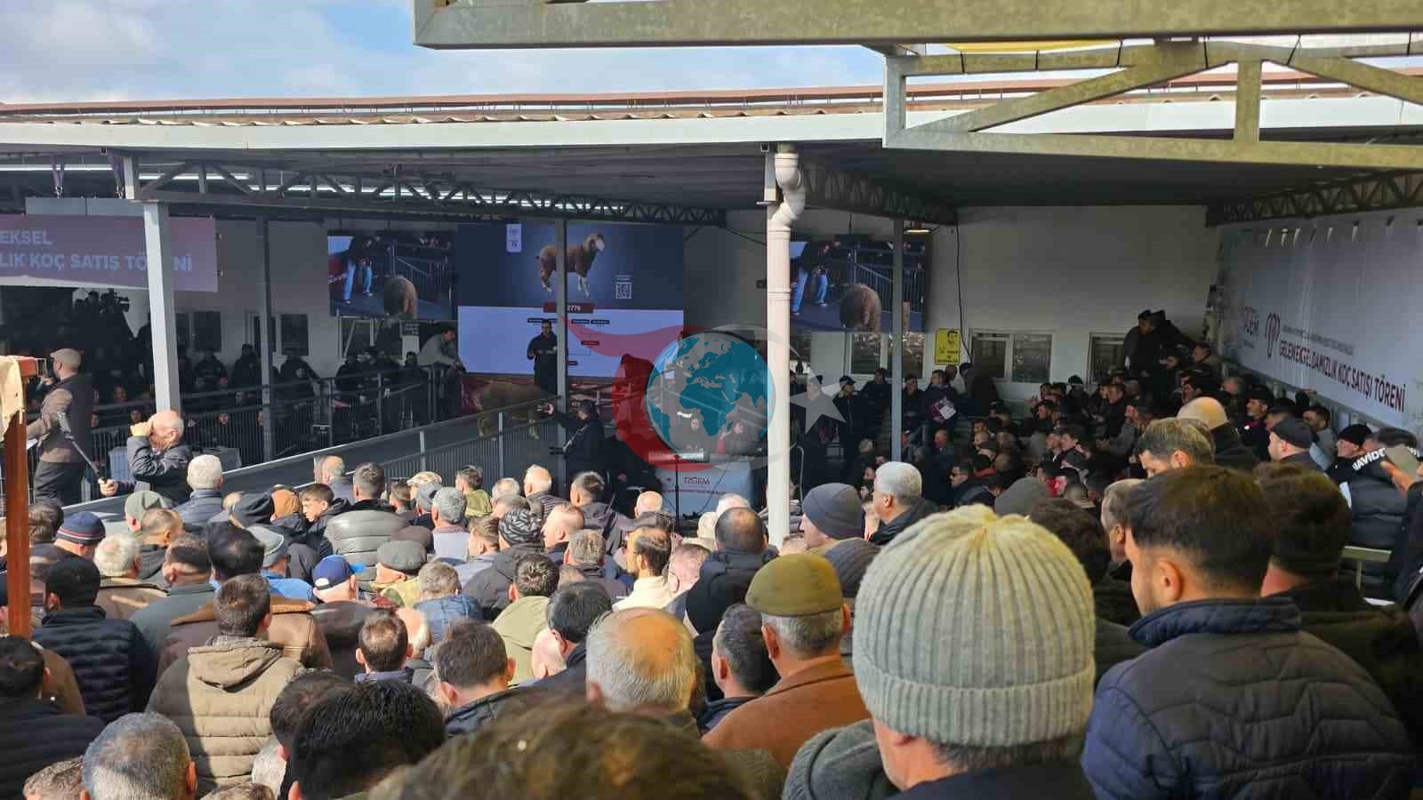 Damızlık koçta rekor, açık artırmada 1 milyonluk satış