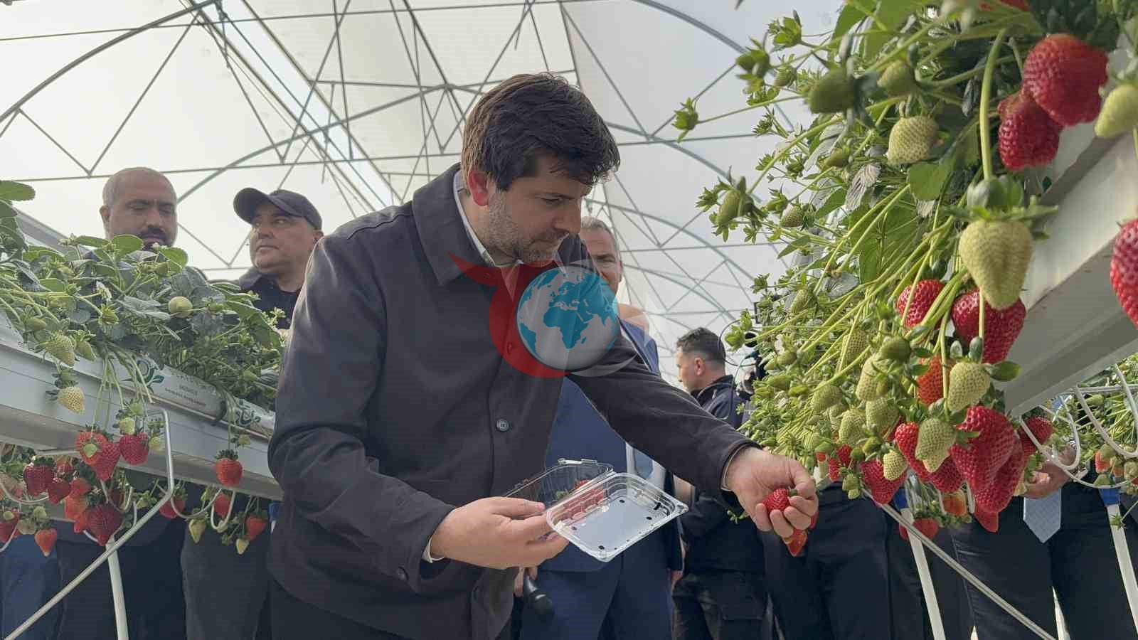 Tarsus’ta topraksız tarımda ilk çilek hasadı yapıldı