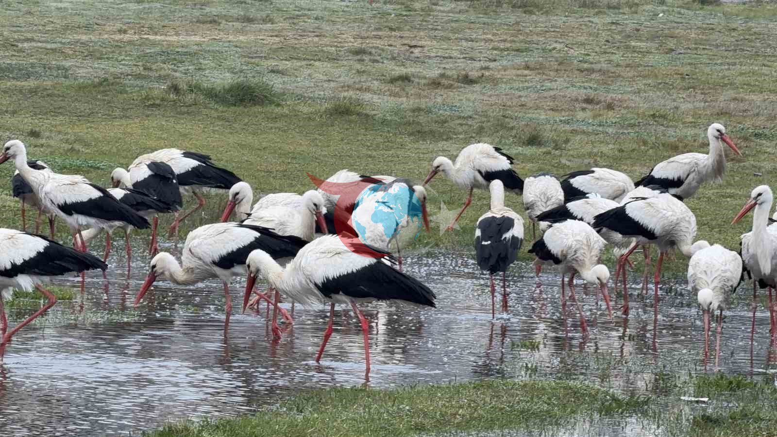 ฤฐstanbulโdan her yฤฑl 1 milyon leylek geรงiyor