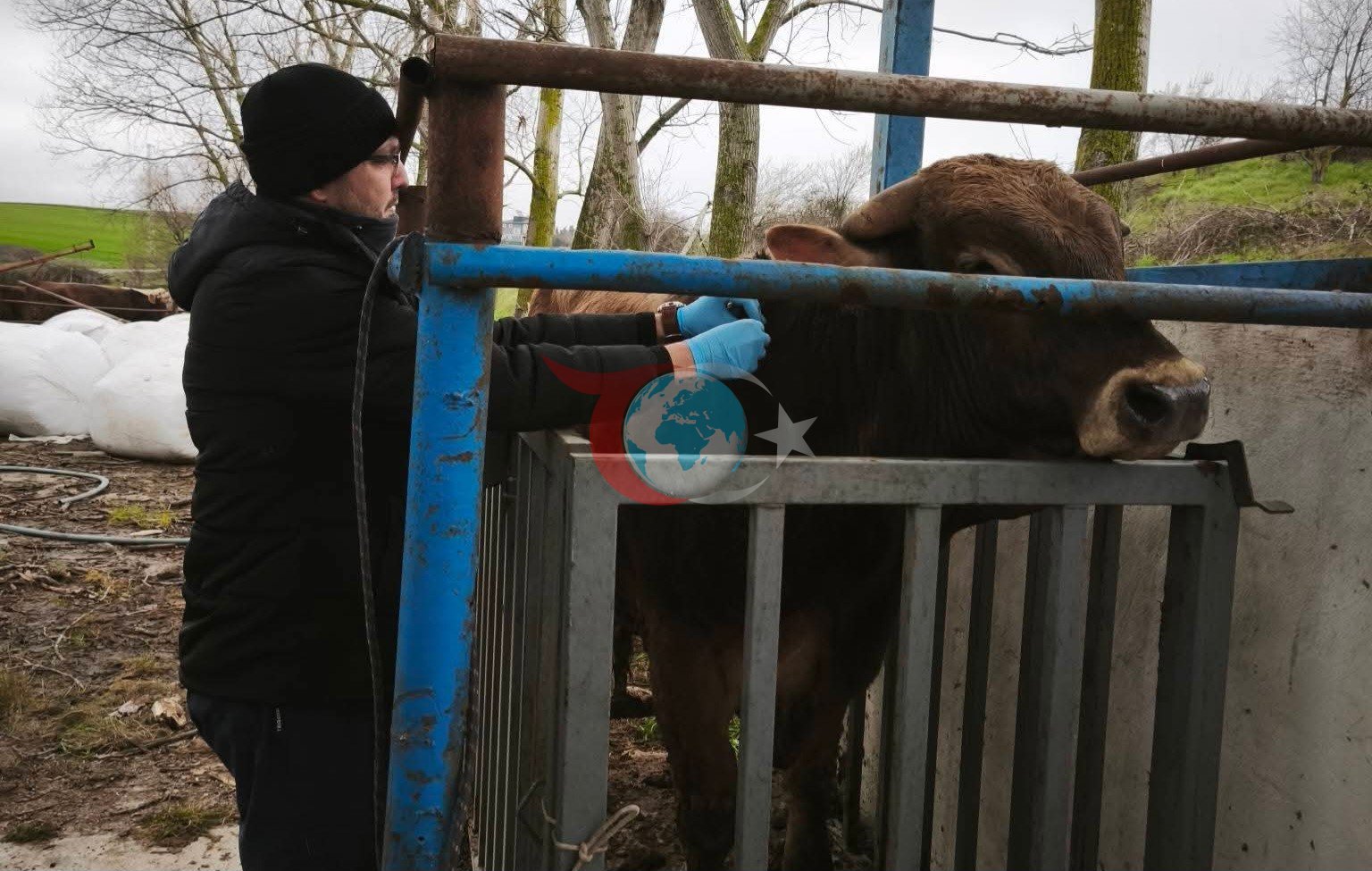 Hayvancılık işletmelerinde sağlık taraması yapıldı