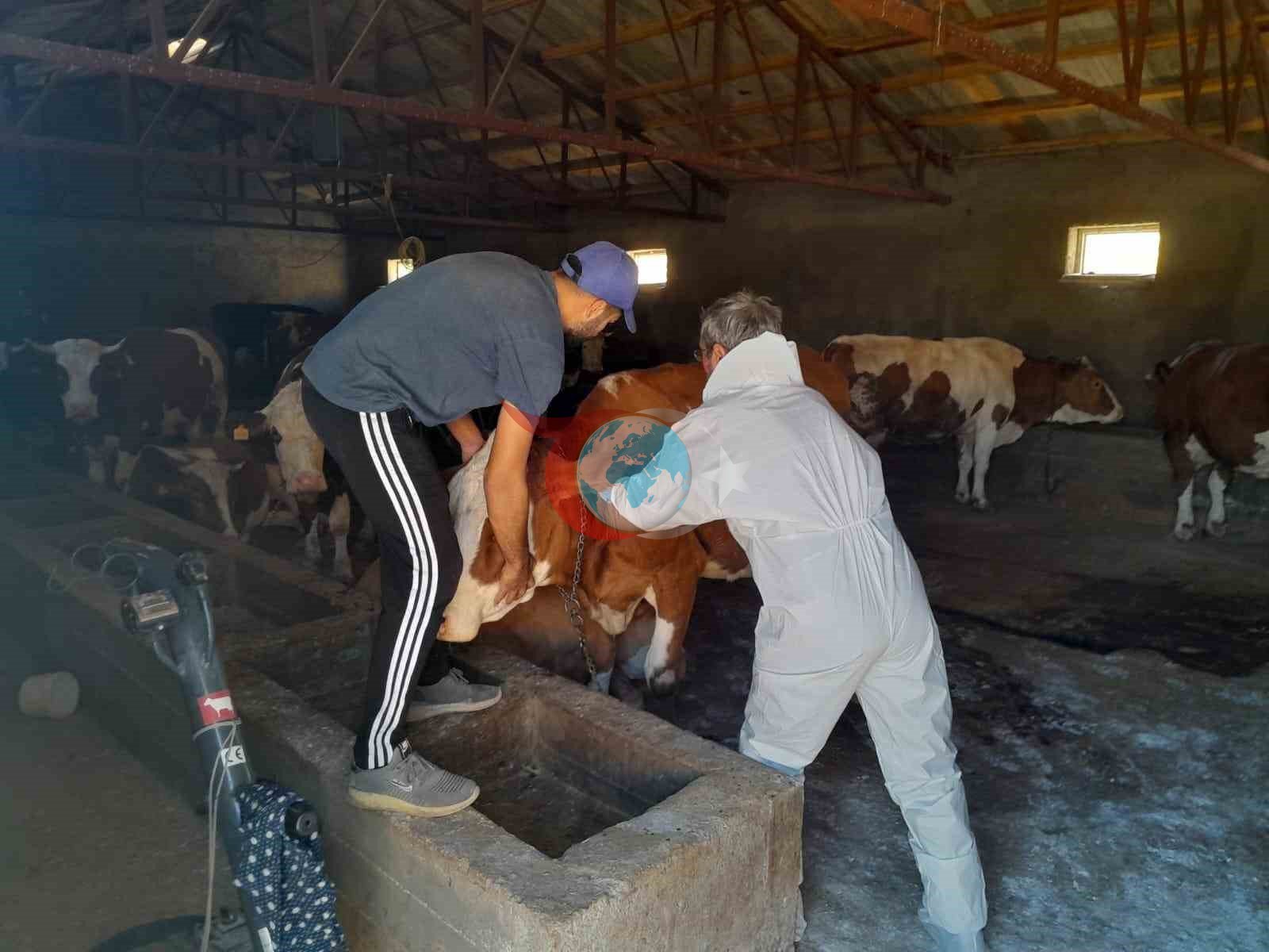 Tunceli’de şap aşılama kampanyası sürüyor