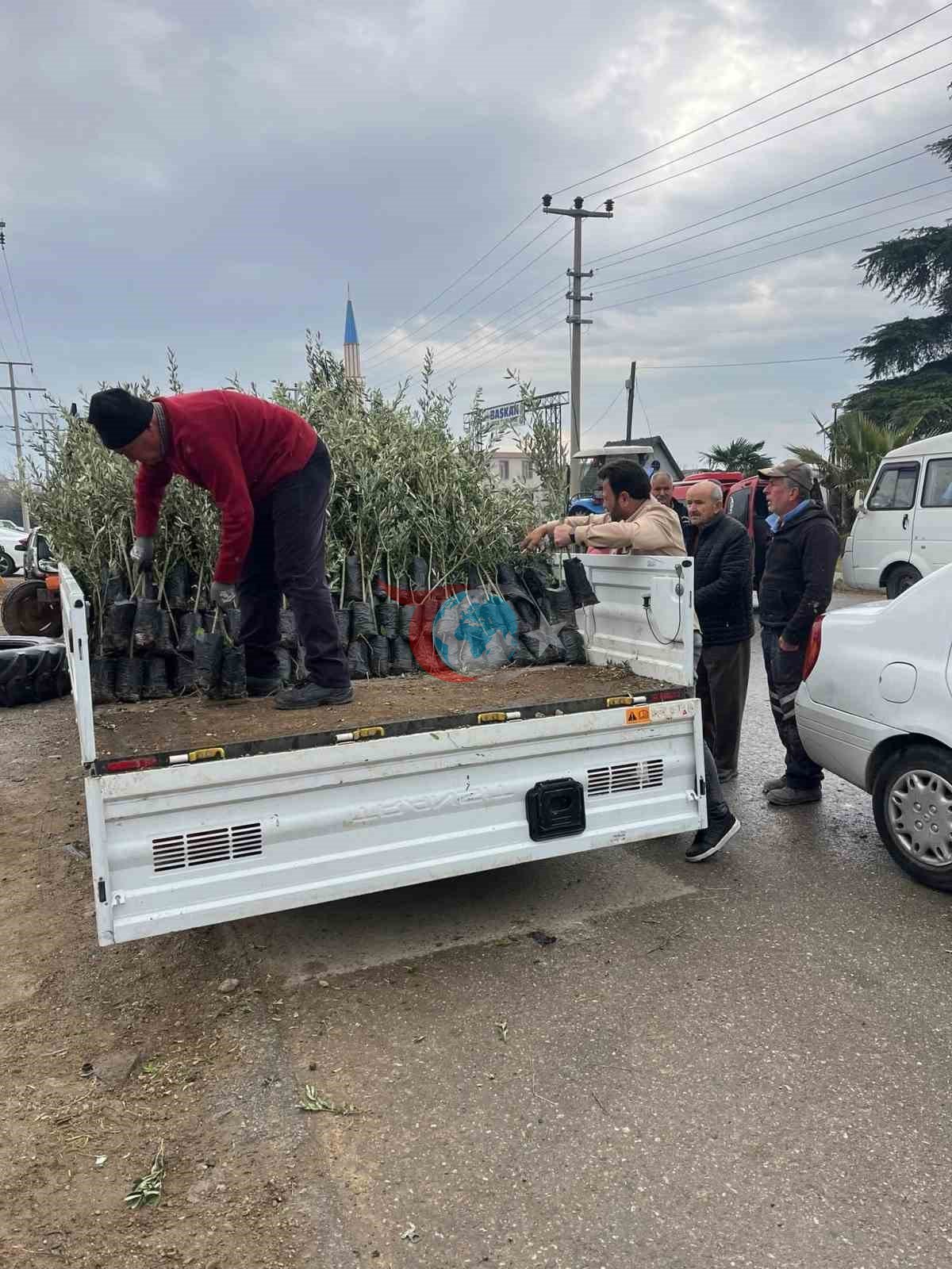 Bayındır&rsquo;da üreticilere zeytin fidanı desteği
