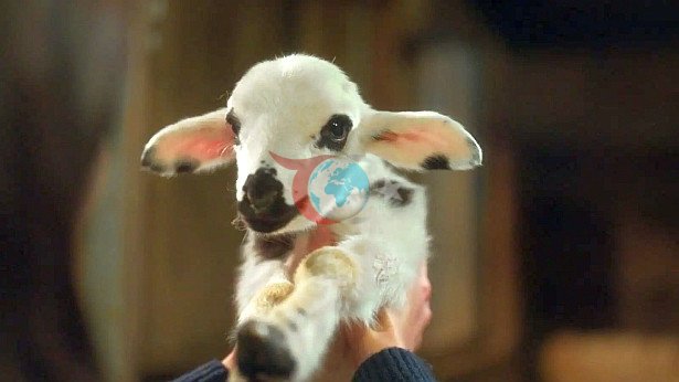 &ldquo;Sevdi̇ği̇m Sensi̇n&rdquo; perşembeni̇n en çok i̇zlenen di̇zi̇si̇ oldu