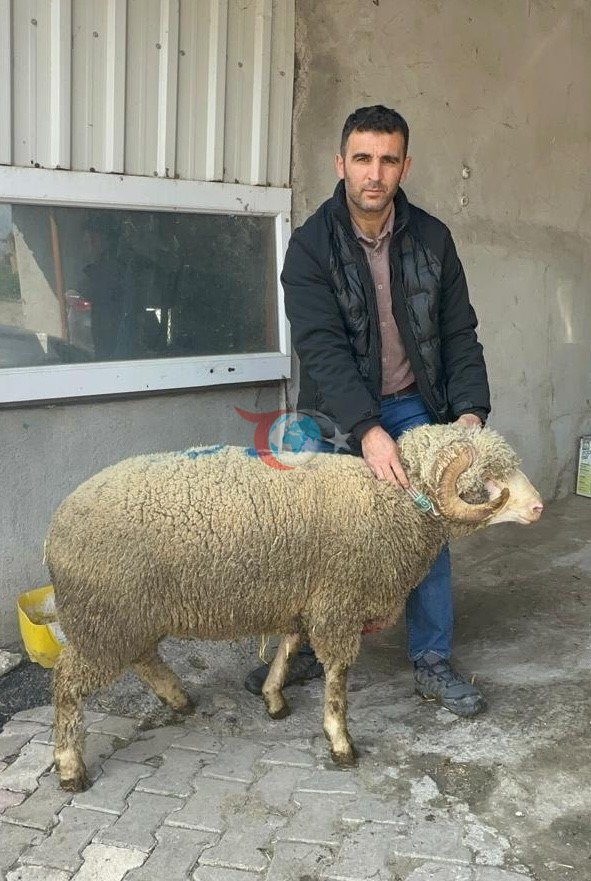 Milyonluk koçun kuzuları için bugünden sıraya girdiler