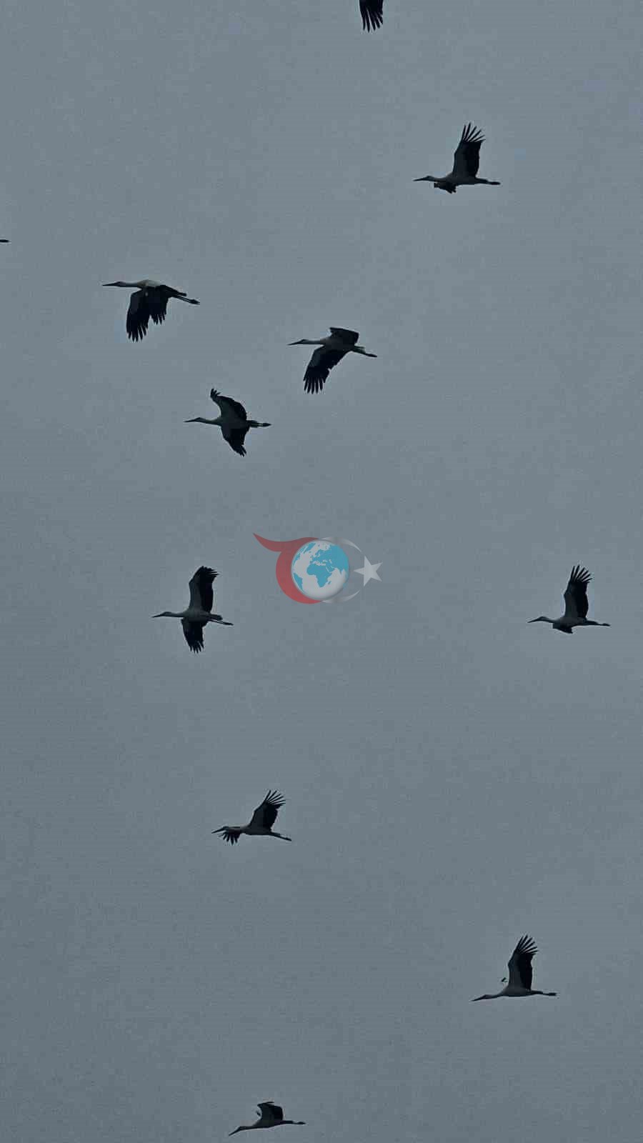 Bandırma semalarında baharın habercisi leylekler görüntülendi